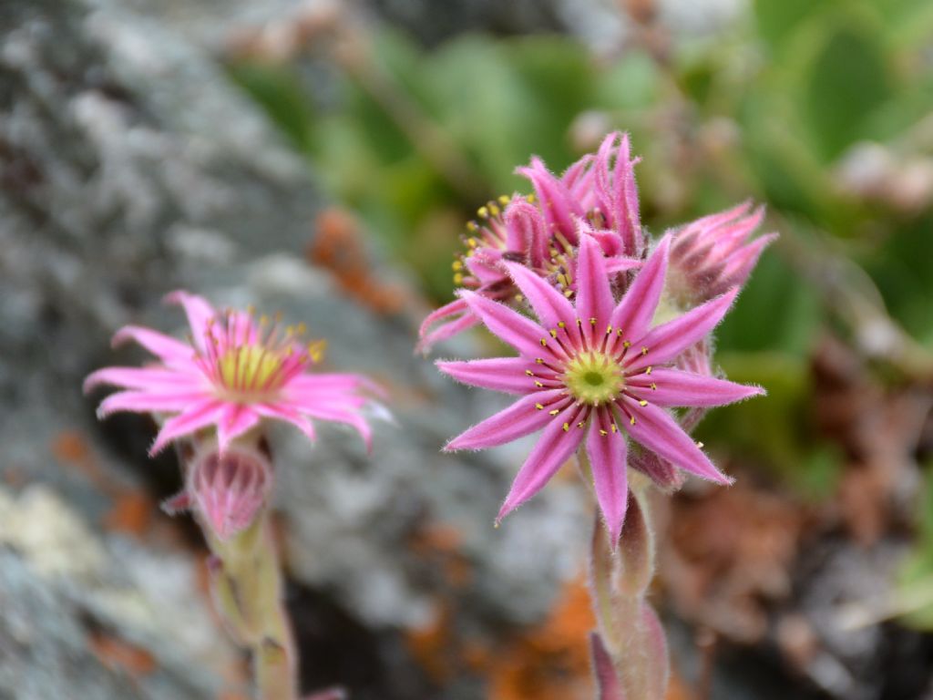 Sempervivum montanum / Semprevivo montano
